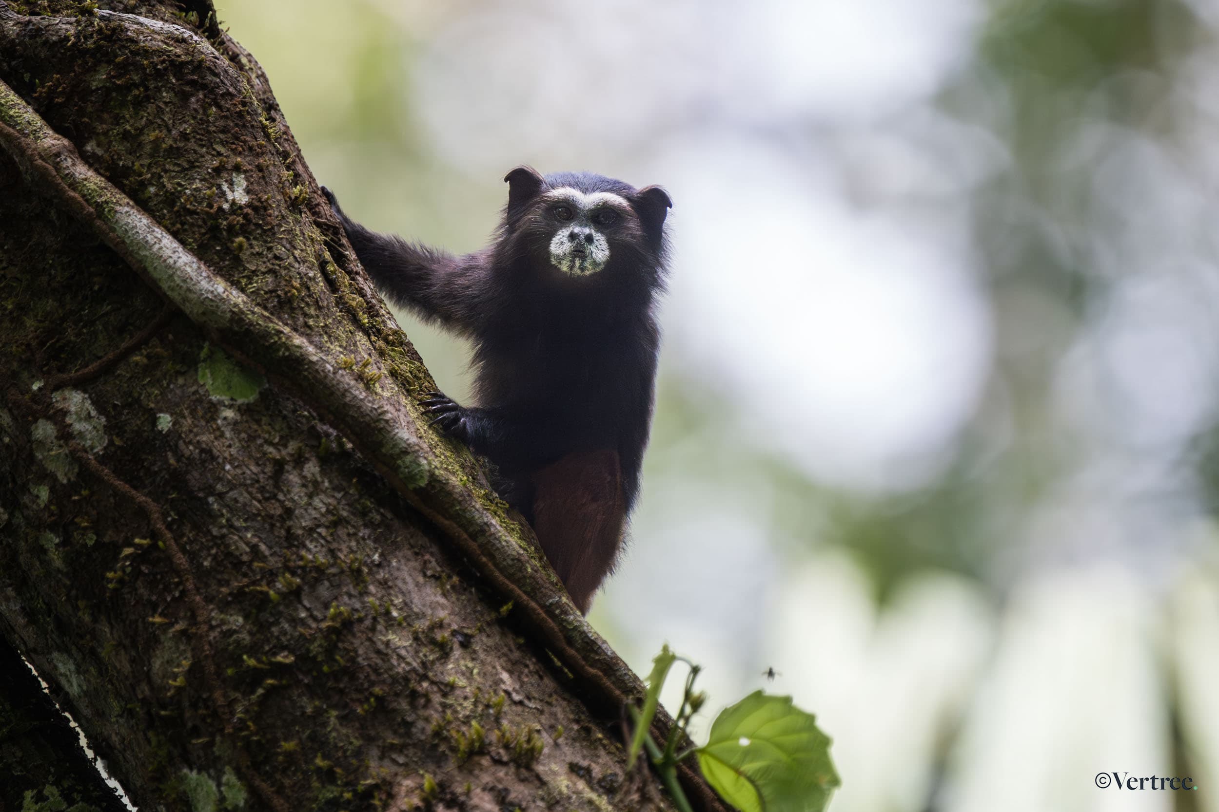 SAGUINUS WEDELLI (WEDDELL’S SADDLE-BACK TAMARIN)